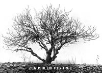 FigTreeJerusalemLocusts-s