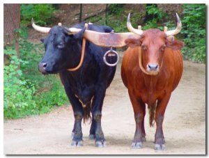 oxen