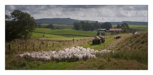 Gathering the Flock II