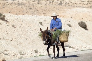 man-riding-donkey