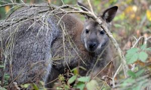 A Bennett's tree-kangaroo which escaped from a breeder in Germany last year
