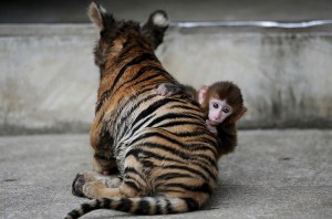 A baby rhesus macaque looks up as it plays with a tiger cub