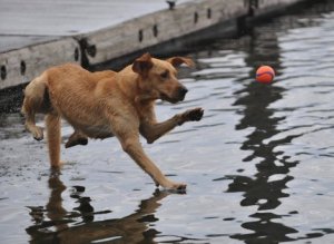 waterwalking_dog_t470