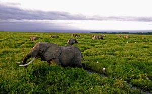 Amboseli National Park