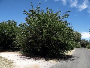 the wind marching in the mulberry trees