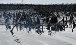 polluted mangrove swamp in Bodo, Niger