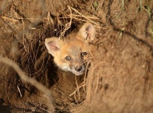 foxes have holes....