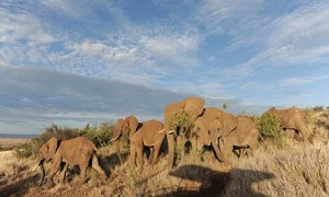 Elephants walk in the early morning hour