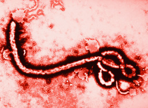 EBOLA-large300